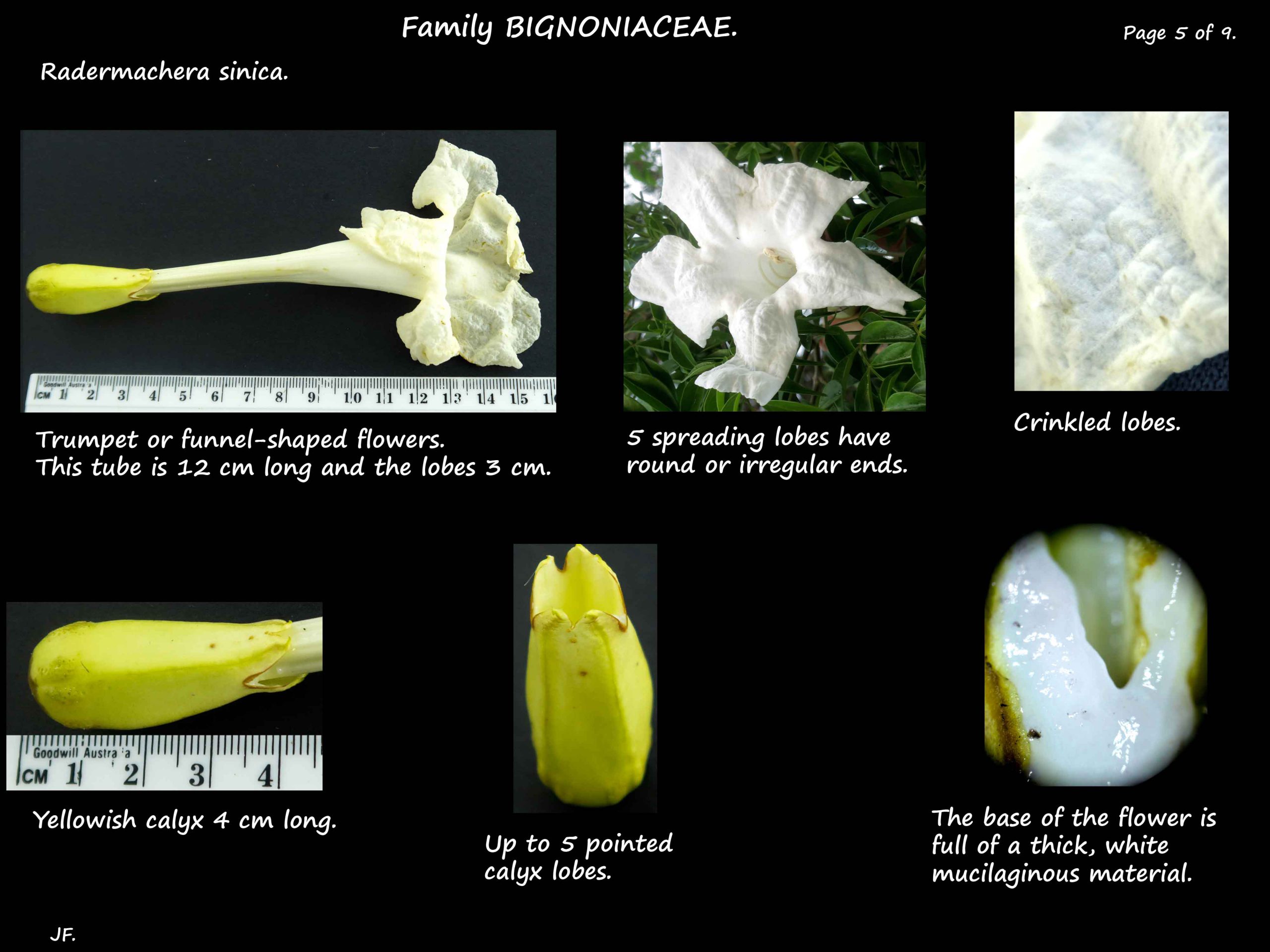 5 Radermachera sinica flowers